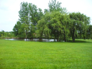 peaceful pond